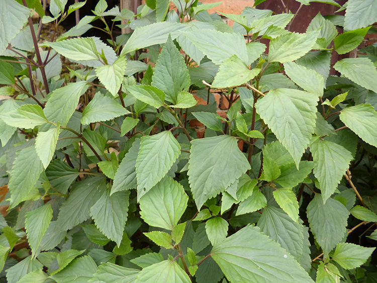 房顶长出杂草怎样消灭,墙里长出的草怎么清除