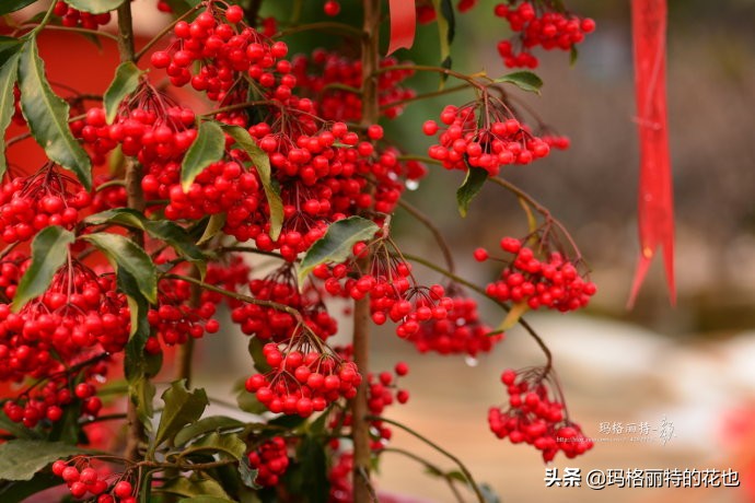 过年买点花,过年了买点什么花草