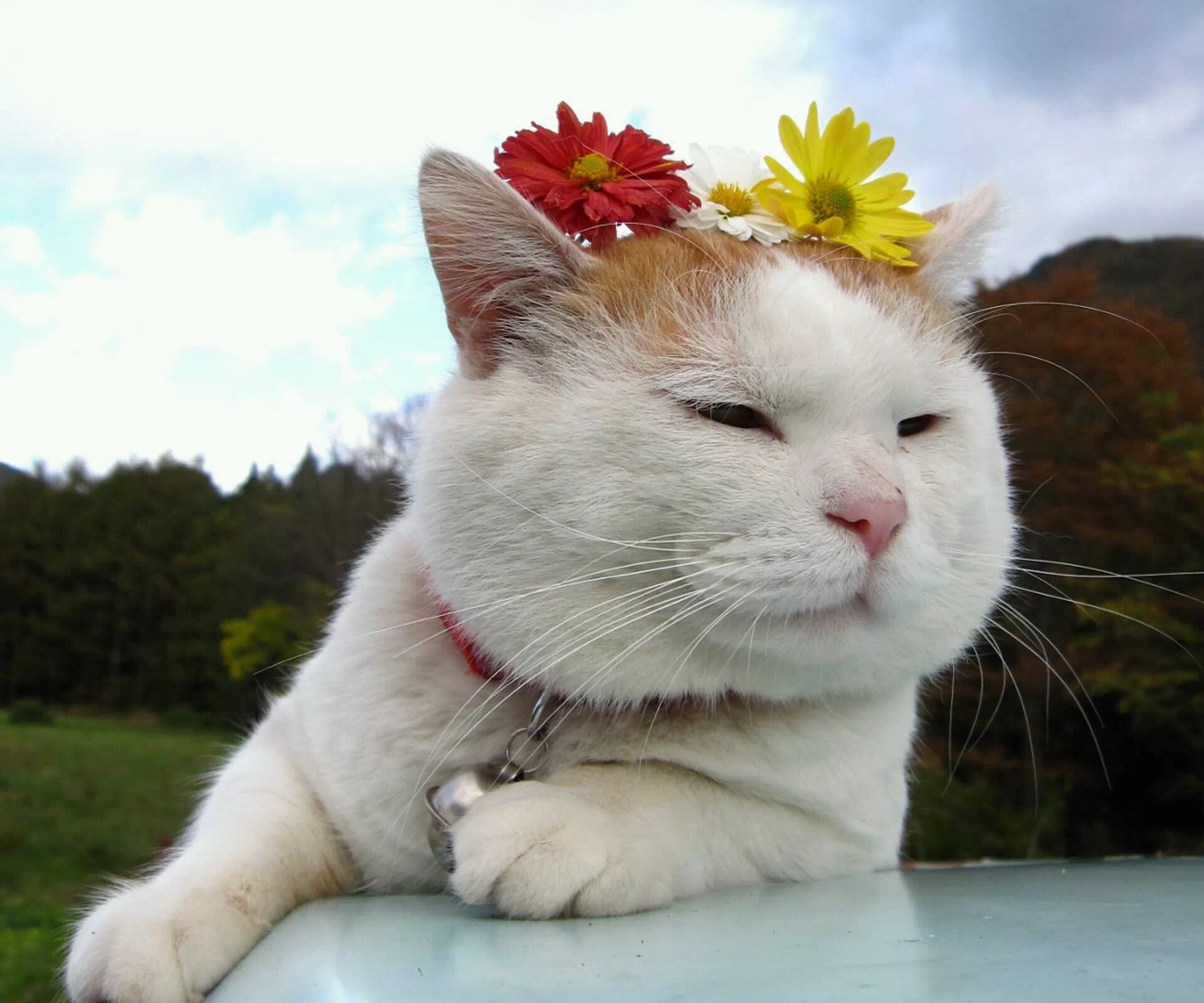 猫粮中哪些成分有害,有这几种成分的猫粮千万别喂