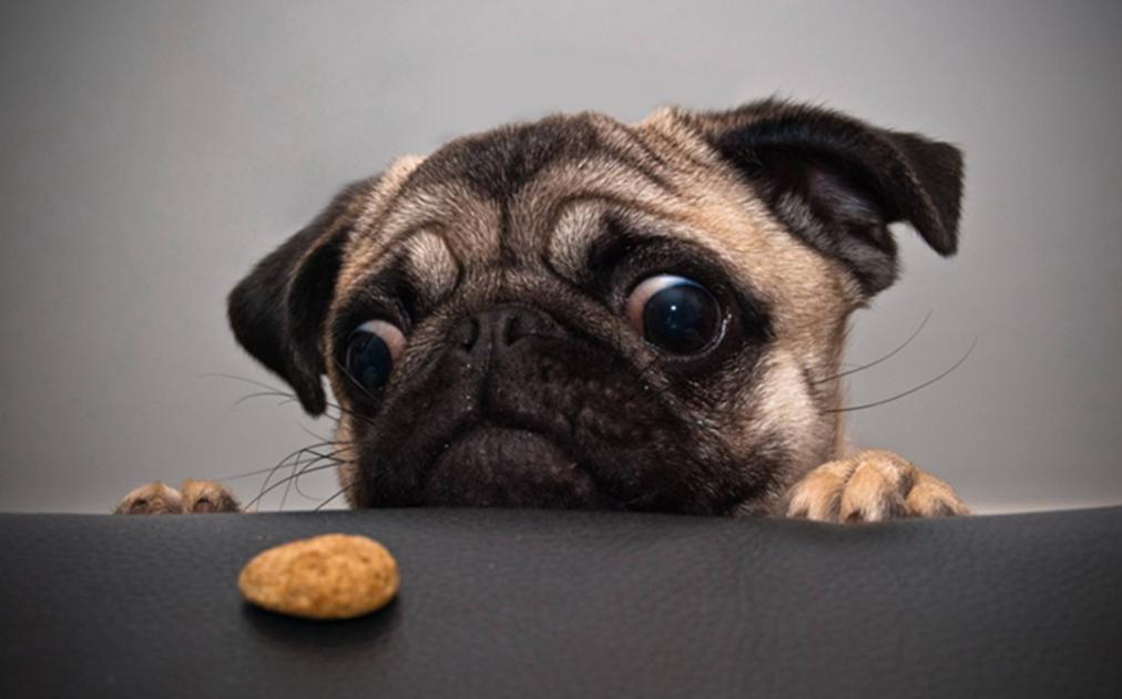 家里的狗狗掉毛毛应该怎么弄,狗狗毛发褪色怎么回事如何解决