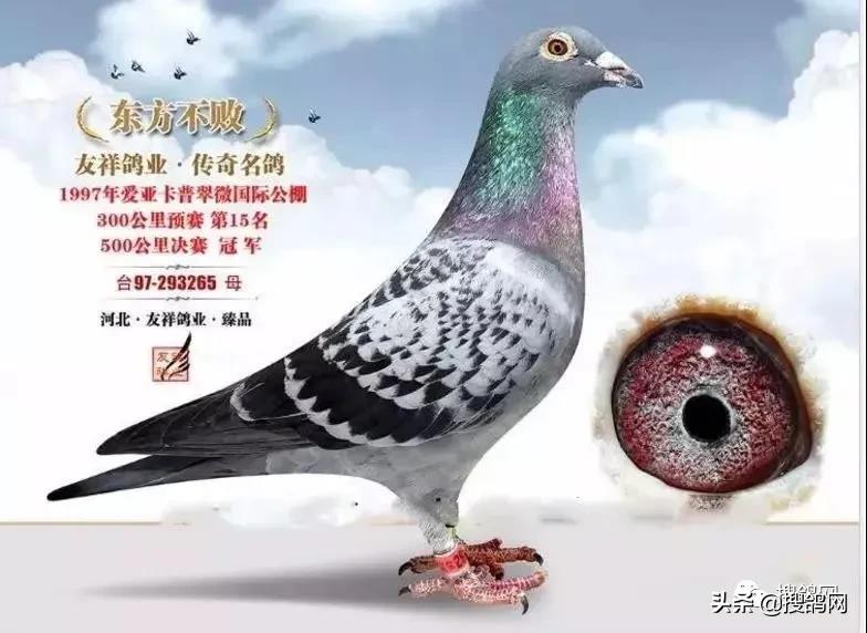 中国顶级种鸽排名,中国赛鸽第一名是谁