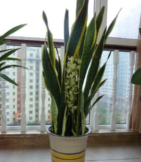 好养的二手烟克星室内植物,什么花吸甲醛吸得多