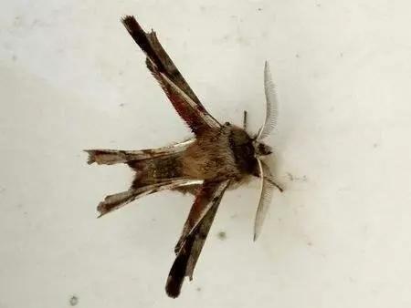 天热蚊子多灭蚊子办法,天气炎热家里有小蚊虫怎么处理