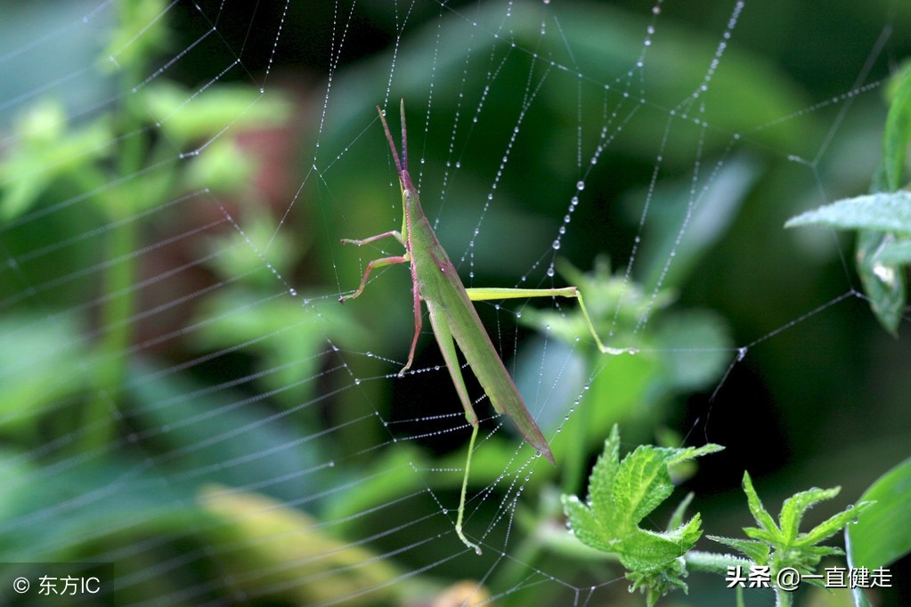 菜根谭作者洪应明简介,洪应明菜根谭全文及译文