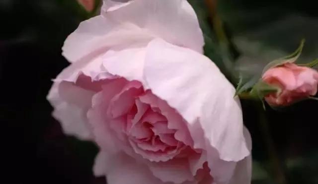 玫瑰花有哪些品种,玫瑰花有哪些品种大全