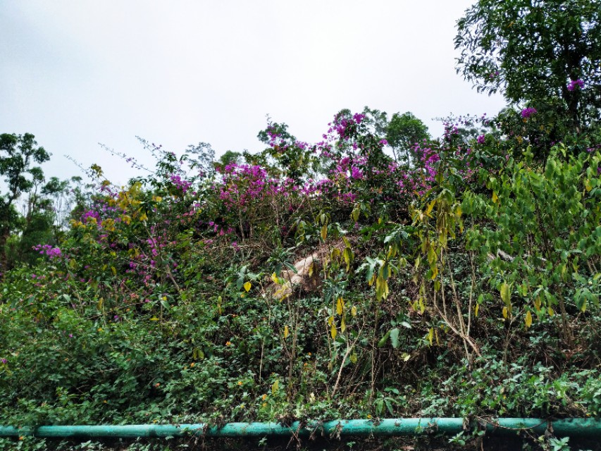 周日跟随珠海户外网板樟山游记