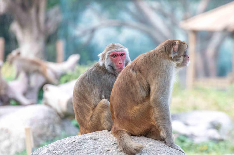 广州长隆野生动物世界旅游攻略,长隆野生动物世界攻略2-3天广州游