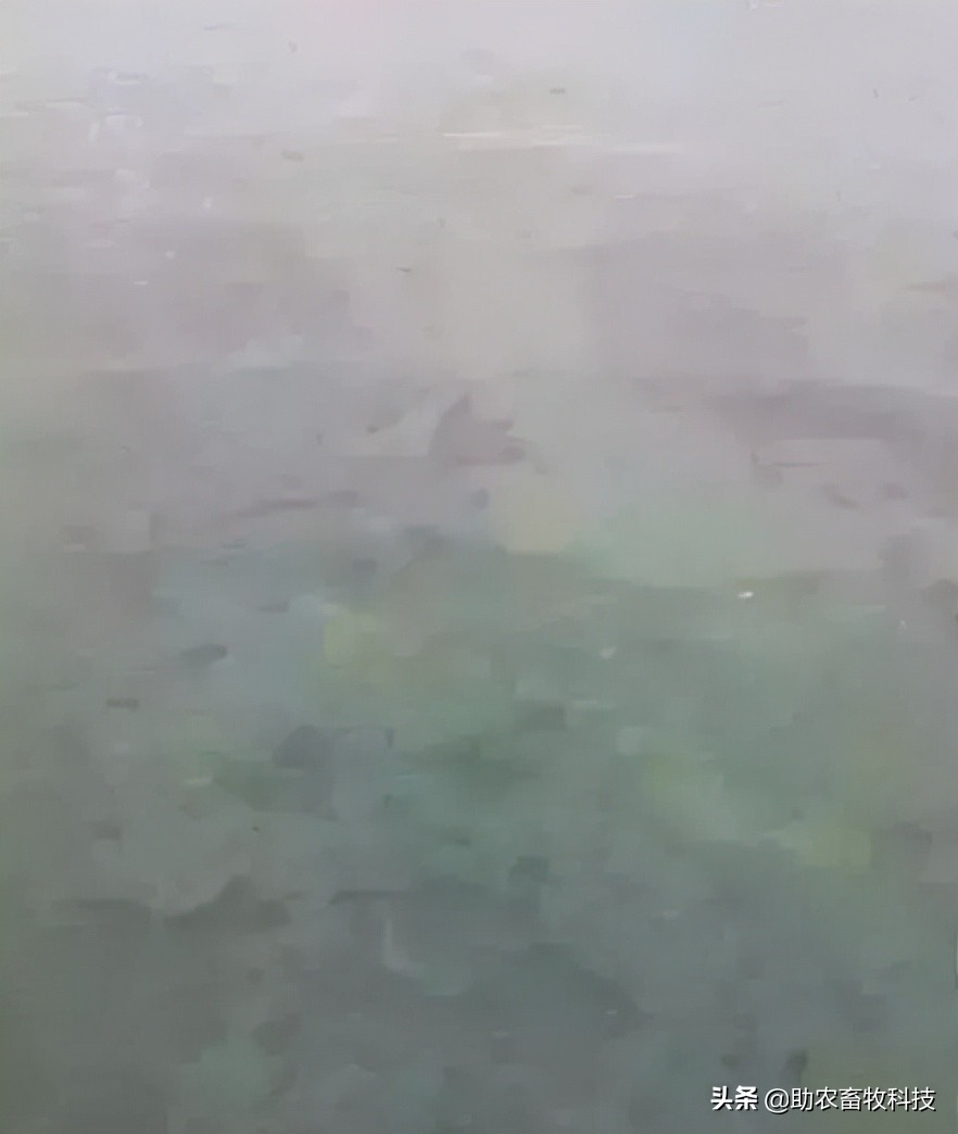 污水池长绿藻怎么办,污水处理池长青苔怎么处理