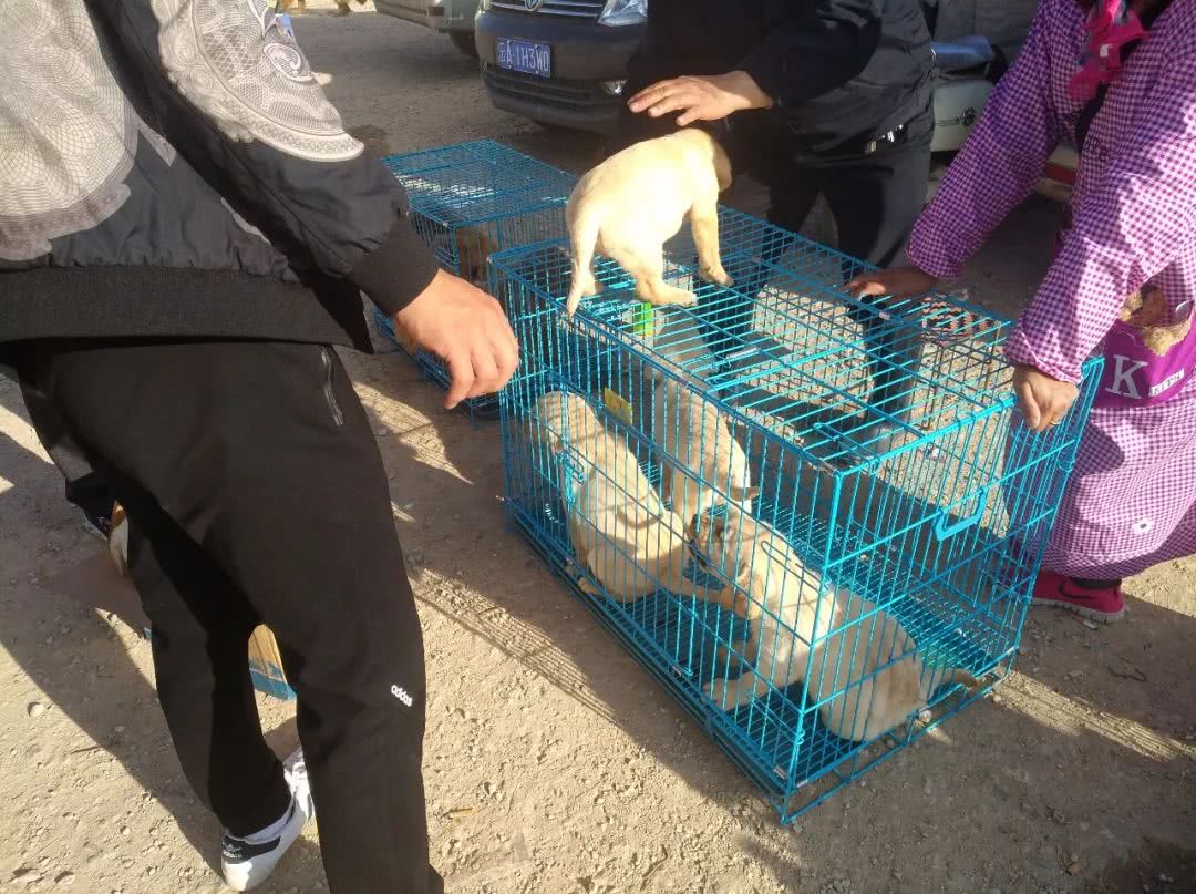 拉布拉多犬多少钱能买到,拉布拉多犬市场价格幼犬