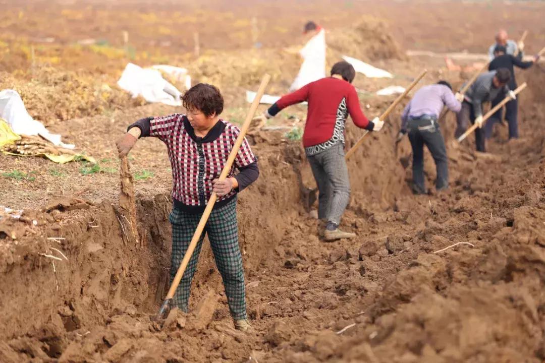 正宗怀山药,道地食养怀山药