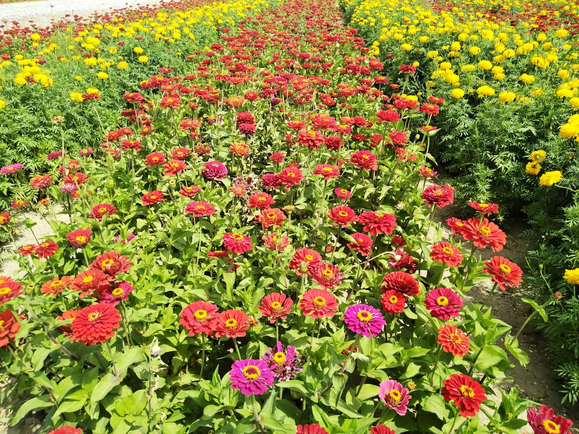 千亩花海肃北,肃北万亩花海