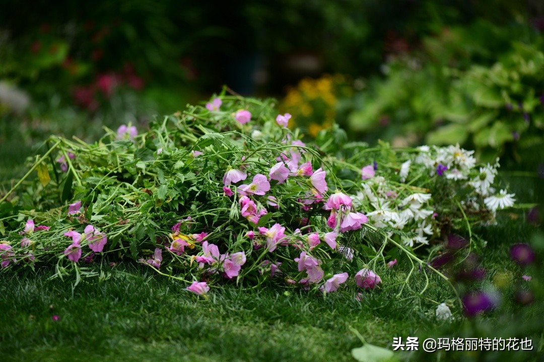 徒长花草怎样处理,徒长的树木怎么处理