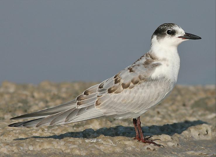 东江揽胜,惠州淡水常见鸟类图谱