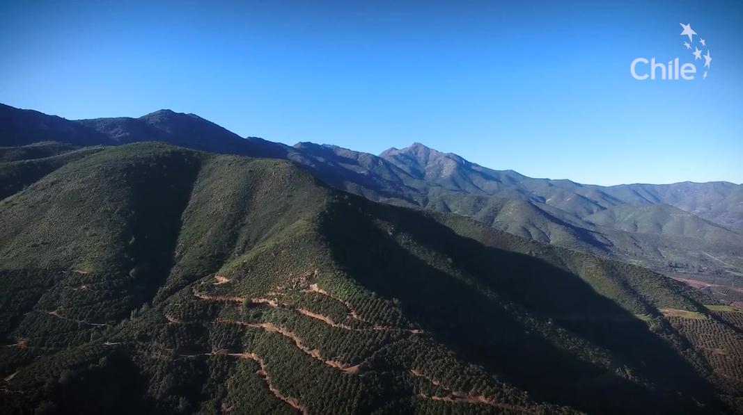 从南美的秘鲁进口水果到中国,秘鲁牛油果是哪里的