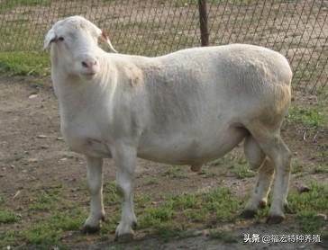 纯种黑头杜泊价格,杜泊黑头纯种公羊