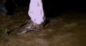 魟鱼活泼,魟鱼胆子小表现