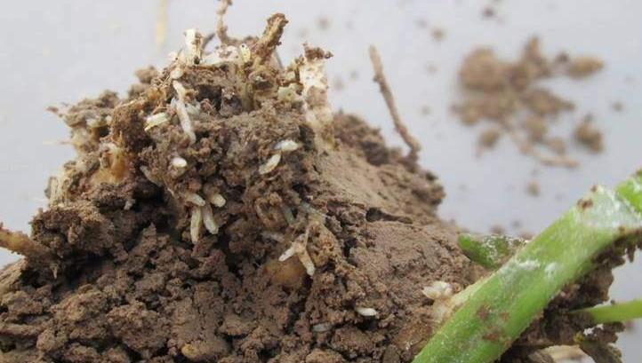 迟眼蕈蚊如何消灭,迟眼蕈蚊的发生与防治