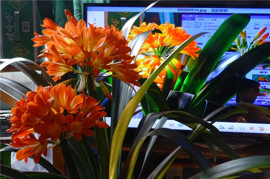 观花最好养的植物,5-10月适合养什么花