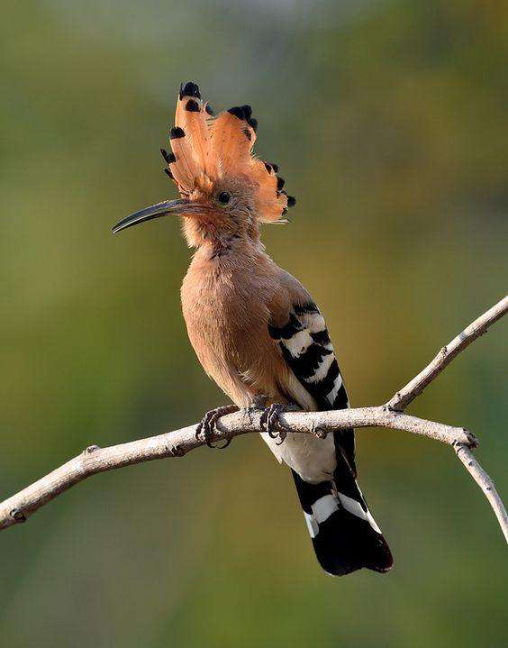 刘邦被后世称为什么,刘邦为什么被册封为汉王