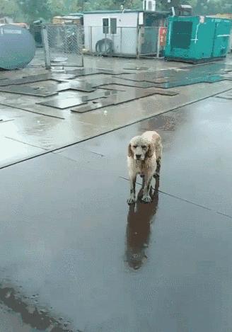 郑州遭遇特大暴雨主人带狗狗撤离,河南遭遇特大暴雨的小狗