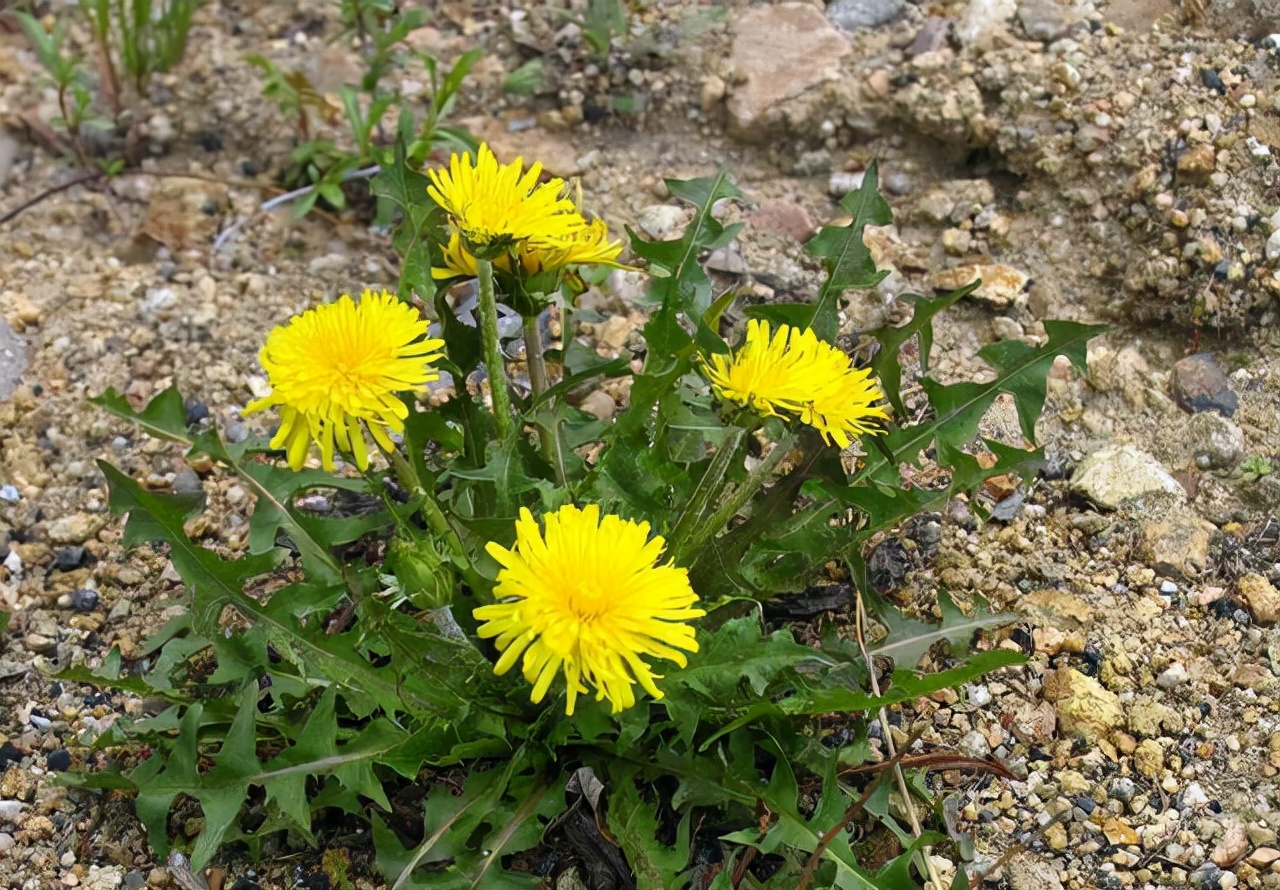一个47岁的女子长期喝蒲公英泡水,39岁女子常喝蒲公英水发生了什么