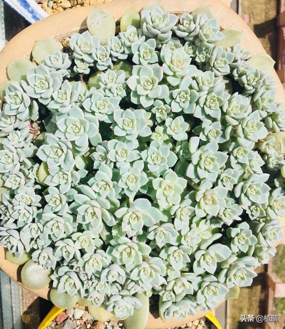 如何让白牡丹变红色,白牡丹多肉怎么养才能爆盆