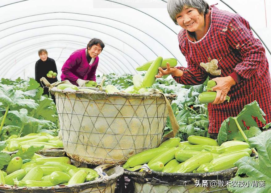 农作物苗期用哪个调节剂比较好,作物生长调节剂大全