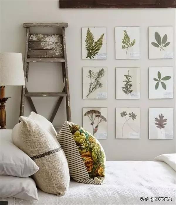 植物标本如何做简单又好看,植物能做什么手工