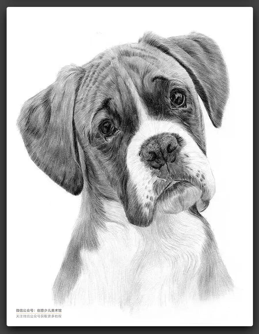 动物素描毛发细节教程,6-12岁儿童素描课程画动物