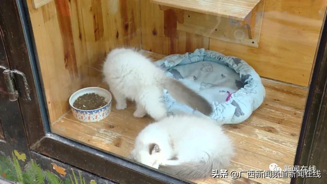 男子当街踢死小猫确认死亡后离开,广西男子一脚踢死小猫后续