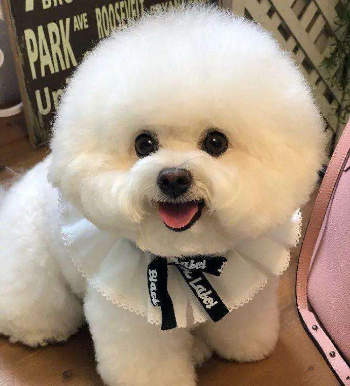 泰迪可以做比熊造型么,自己在家给比熊做造型