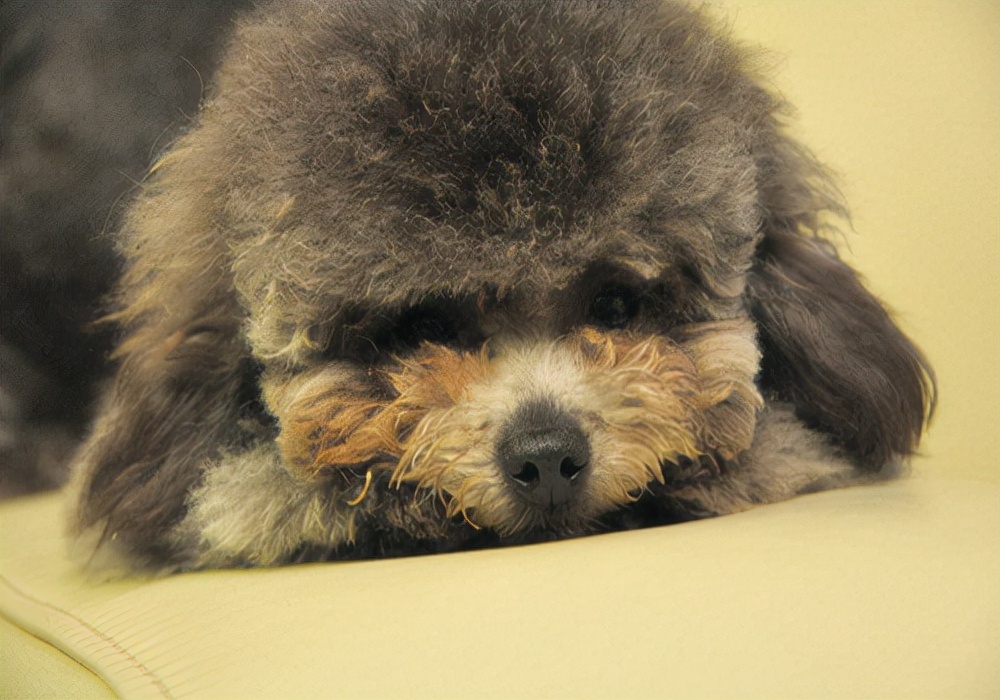 新手养狗狗不吃饭,狗狗幼犬期怎么喂养