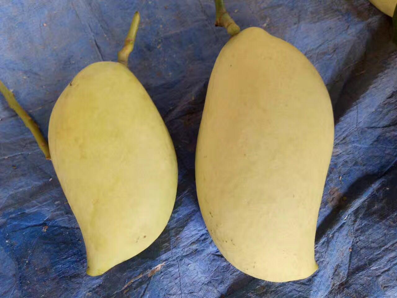 贵妃芒大青芒金煌芒选哪个,小台农芒果和贵妃芒哪个更好吃