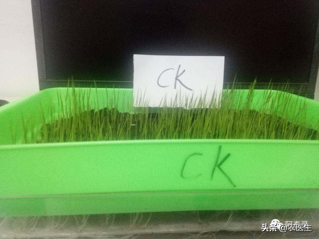 水稻苗床最怕的一种病害立枯病,水稻育秧病害防治