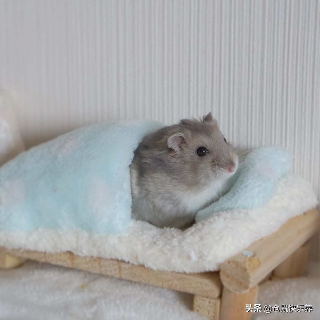 仓鼠什么时候才能住凉快的小窝,仓鼠冬天需要一个温暖的窝吗