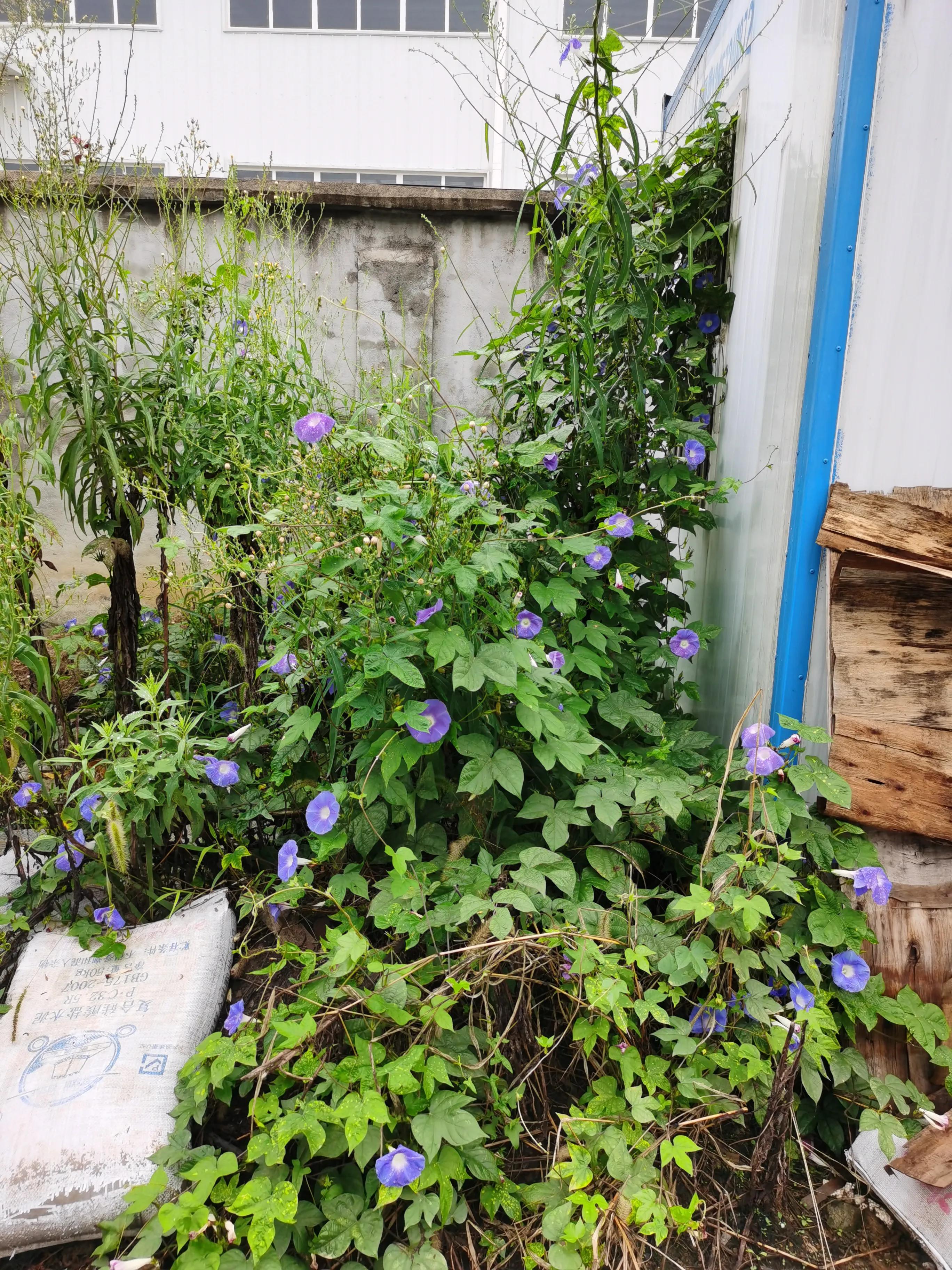 再听那些花儿,播放那些花儿