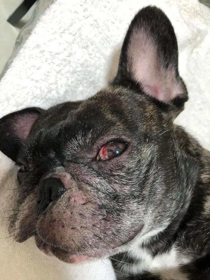 斗牛犬洗澡后肺水肿,斗牛犬洗完澡皮肤溃烂