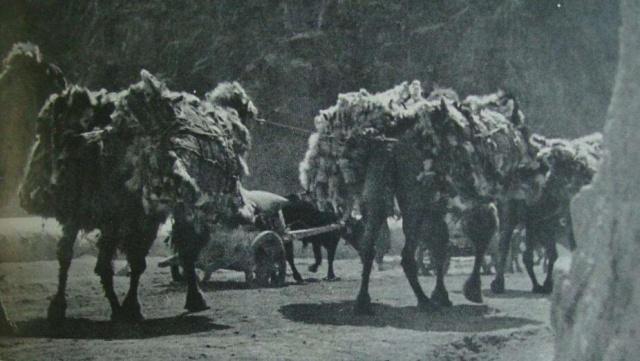 西南军阀贩毒往事:毒枭显得小儿科,*片鸦**堪称硬通货