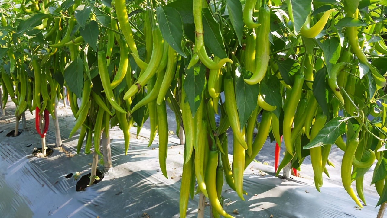 辣椒苗子烂根是什么原因,辣椒烂根死了是怎么回事