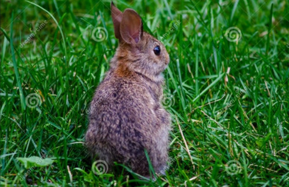 关于小狗和小兔的外貌描写,小狗和小猫的外貌描写