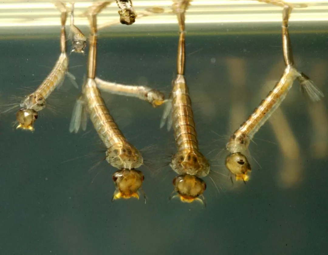 碗莲烂叶子的问题,碗莲出现黄叶和枯萎怎么办