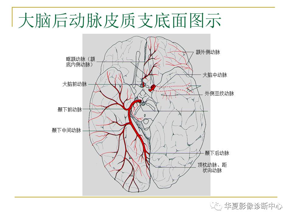 中国人脑立体定向mri应用解剖图谱,脑mri示意图