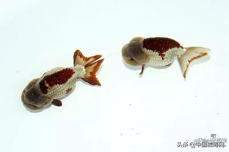 兰寿金鱼鲨鱼鳍品种图片大全,金鱼泰狮与兰寿是一个品种吗