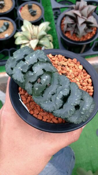 玉扇怎么判断品相,什么玉扇品种最好