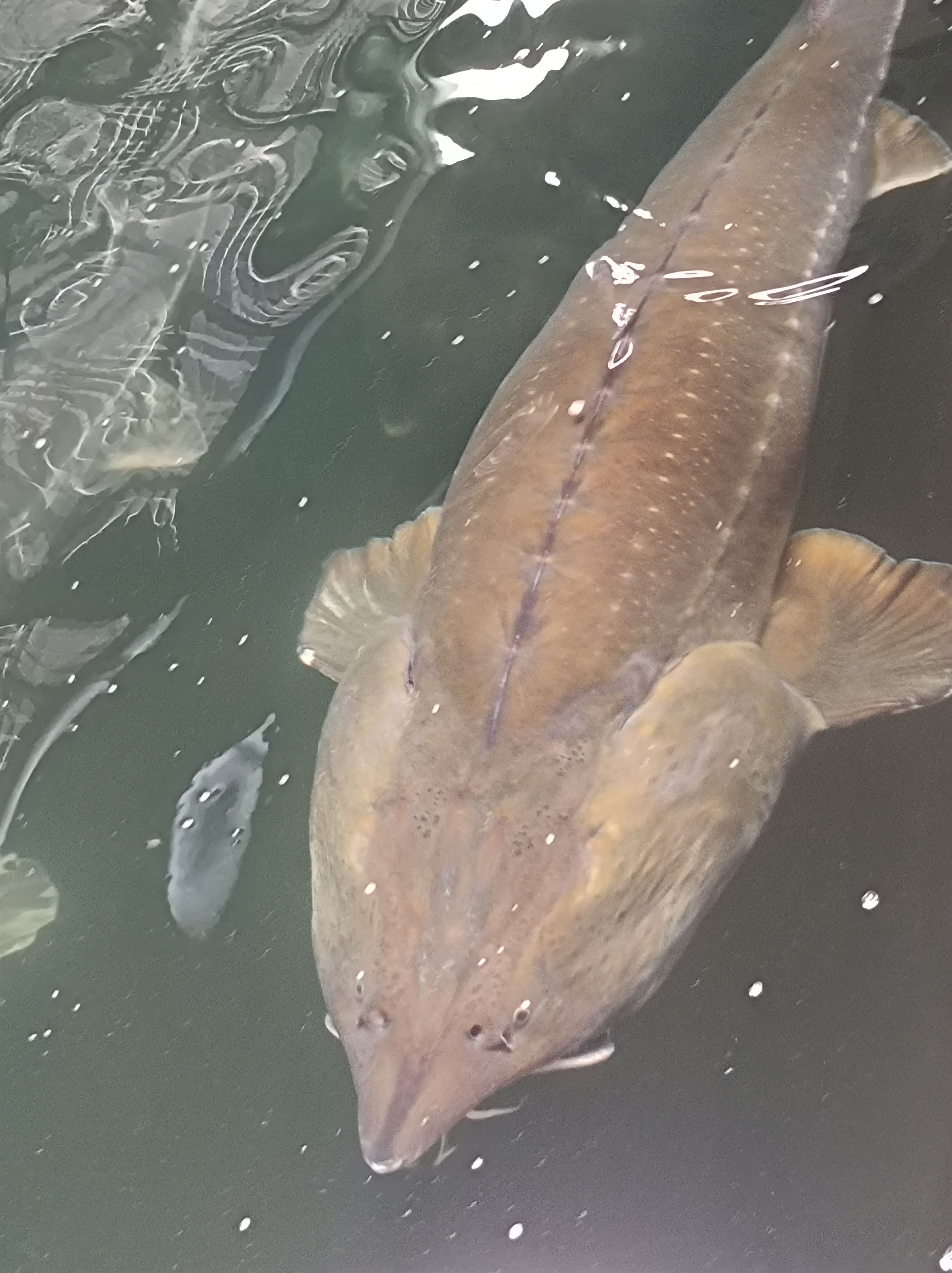 为何春鮪（wěi）鱼子酱广受国内外用户好评？