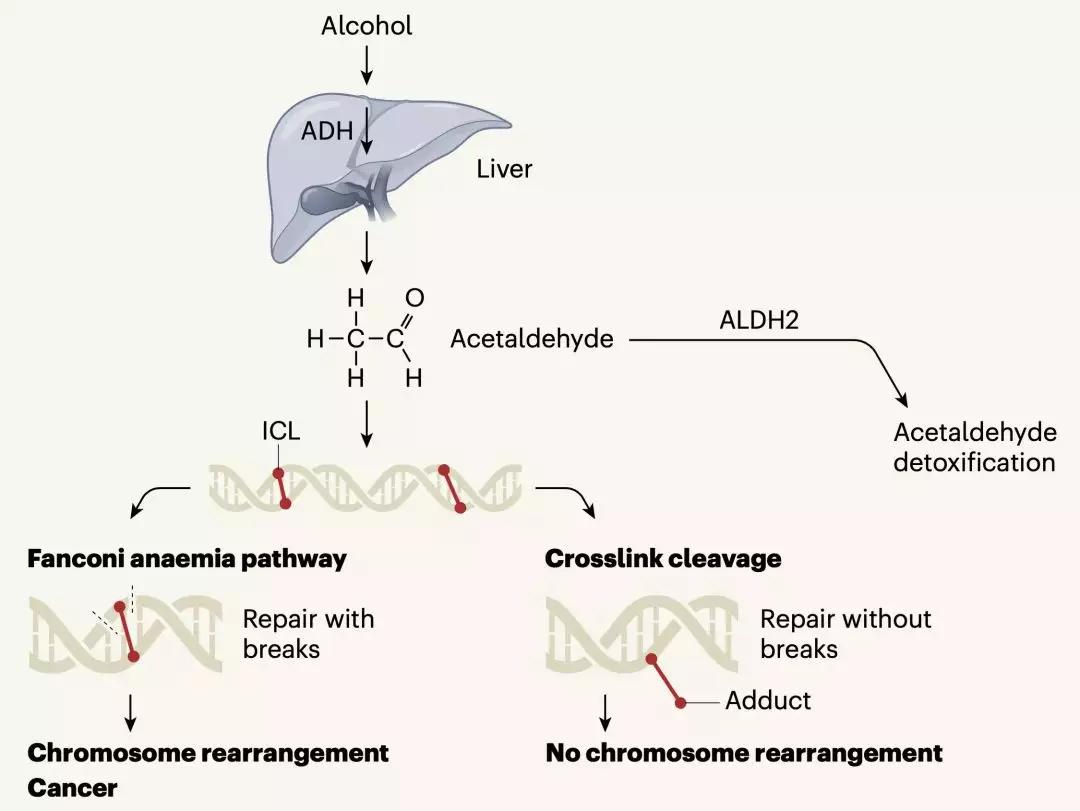 酒精导致的dna损伤,喝酒导致dna损伤
