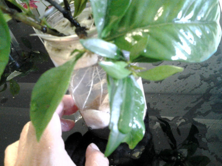 水培栀子花正确方法,栀子花水培生根