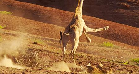 长颈鹿的繁殖过程有多奇特,长颈鹿的繁殖系统怎么样