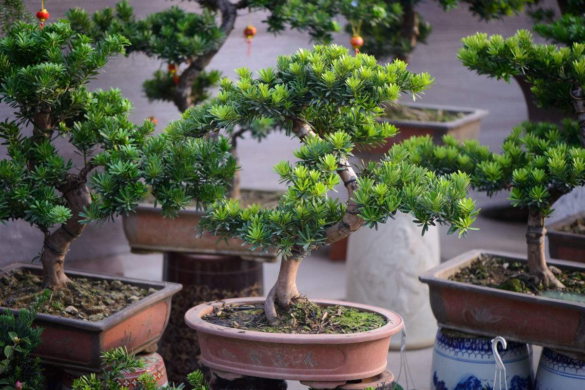 盆栽罗汉松叶子干枯是什么原因,罗汉松大片枯叶干枝什么原因