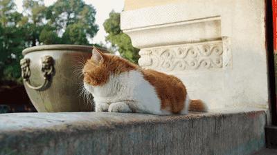 最新神仙综艺节目,2019高分冷门的良心综艺安利